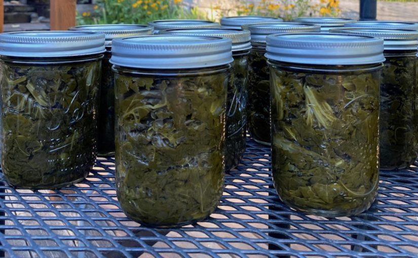 Pressure Canning Kale and Other Greens Countryside